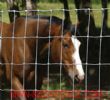 Field Mesh Fence